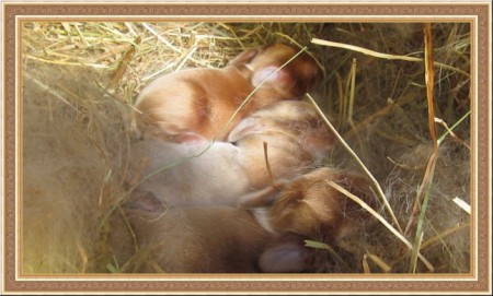 5 napos Szatén nyuszik